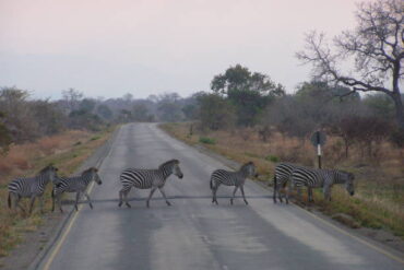 Tanzania Safari Safety Guide showing zebras crossing a road safely in Tanzania wildlife park