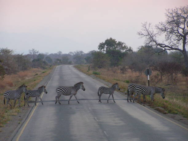 Tanzania Safari Safety Guide showing zebras crossing a road safely in Tanzania wildlife park
