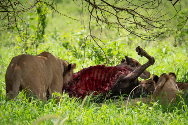 Two lions feeding on a recent kill during an afternoon game drive in Tarangire National Park