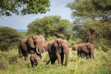 African elephant herd with calf on a Tarangire National Park safari in Tanzania