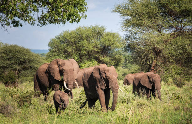 African elephant herd with calf on a Tarangire National Park safari in Tanzania