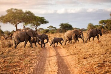 Family of elephants on a Tarangire elephant safari in Tanzania