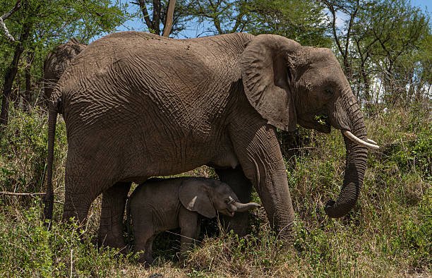 African safari scenery for a multi-day wildlife trip