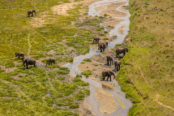 Elephant walking through the savanna landscape near Tarangire River in Tarangire National Park