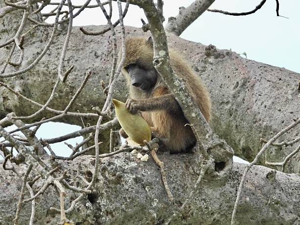 Olive baboon examining a baobab pod in Tarangire National Park