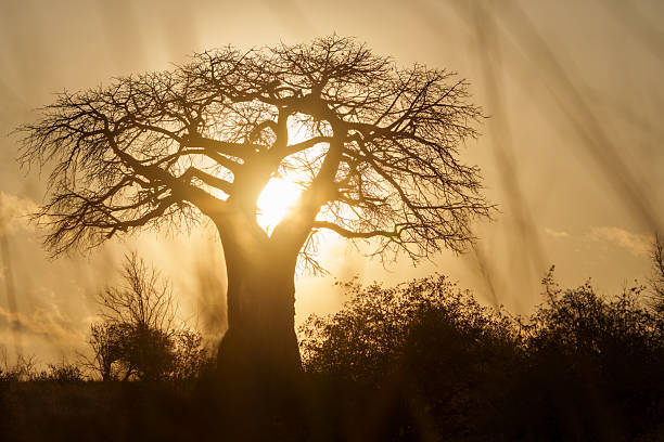 2-Day Tanzania Safari in Tarangire National Park featuring a baobab tree silhouette at sunrise in the African savannah