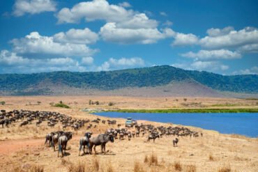 2-Day Wildlife Safari in Tanzania – wildebeest and zebras in Ngorongoro Crater