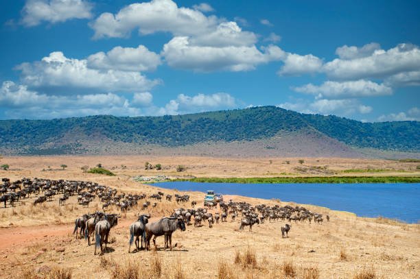 2-Day Wildlife Safari in Tanzania – wildebeest and zebras in Ngorongoro Crater