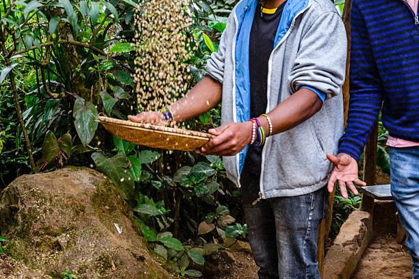 Best Things to Do in Moshi – Chagga Coffee Preparation