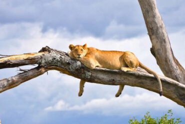 3 Days Lake Manyara Safari Cost– Lioness in Lake Manyara National Park