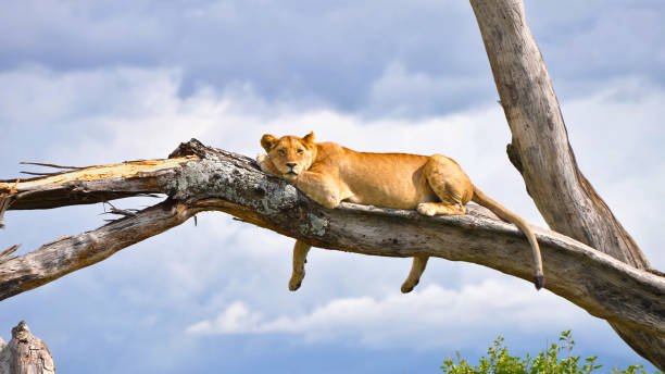 3 Days Lake Manyara Safari – Lioness in Lake Manyara National Park