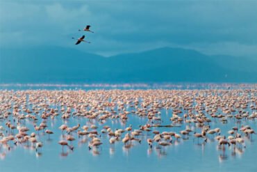 Lake Manyara Safari Cost – Birds in Lake Manyara National Park