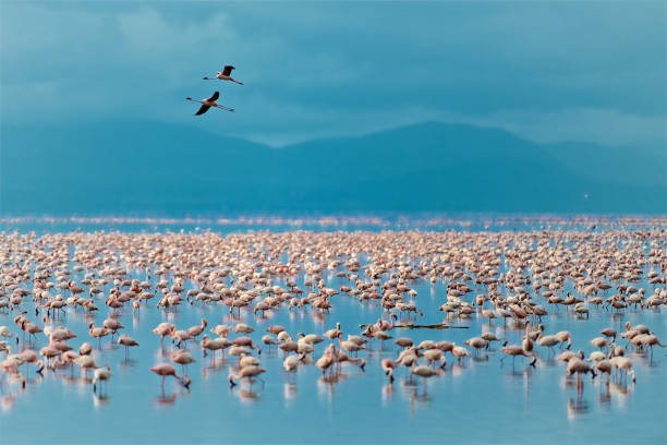 Lake Manyara Safari Cost – Birds in Lake Manyara National Park