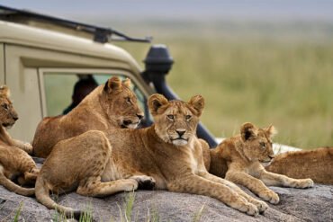 Tanzania Group Safari Tours – Lion Cubs in Serengeti National Park