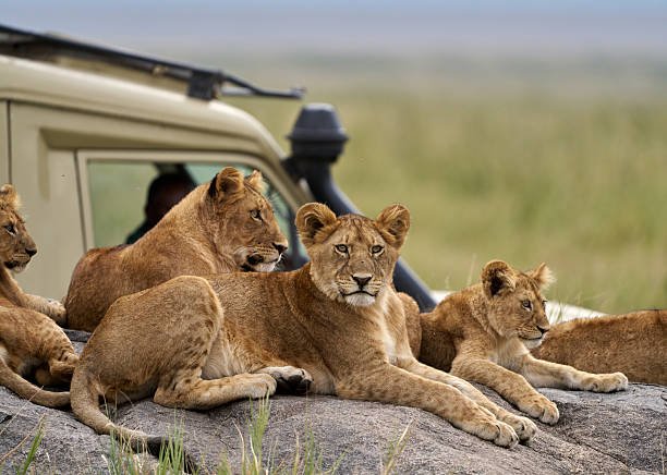 Tanzania Group Safari Tours – Lion Cubs in Serengeti National Park