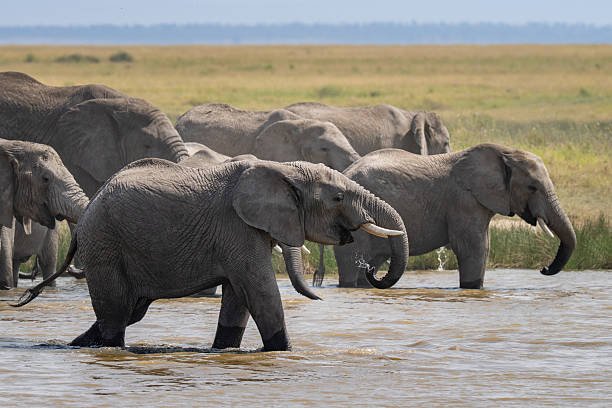Herd of elephants drinking water at a waterhole in Serengeti National Park, Tanzania