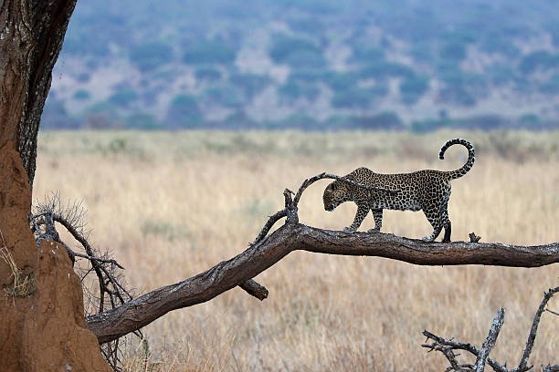 Leopard walking on a tree branch in Tarangire National Park Tanzania
