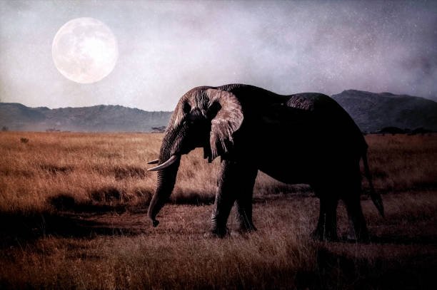 African elephant in Ngorongoro Tanzania beneath the moon