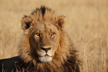 Male lion in the savannah during a Tanzania Big Five game drive