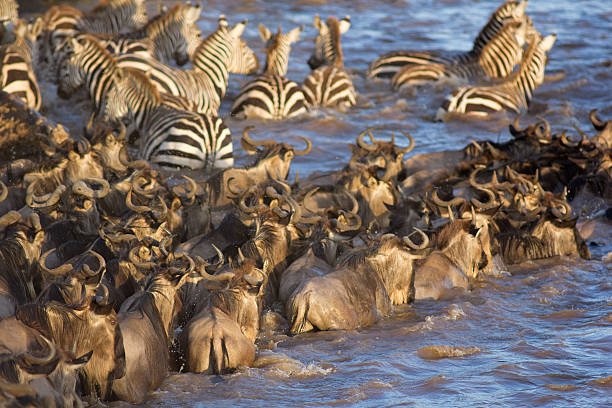 Zebras and wildebeest crossing the Mara River during the Great Migration in Tanzania