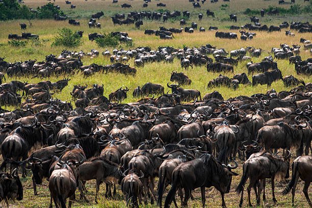 Wildebeest gathered on the grasslands during the Great Migration in Serengeti Tanzania