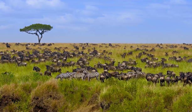 Large herd of wildebeest and zebras during the Great Migration in Tanzania