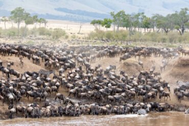 Zebras and wildebeest near the Mara River during the Great Migration in Tanzania