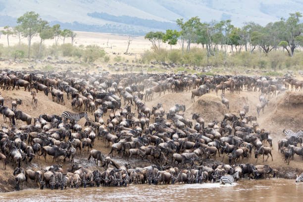 Zebras and wildebeest near the Mara River during the Great Migration in Tanzania