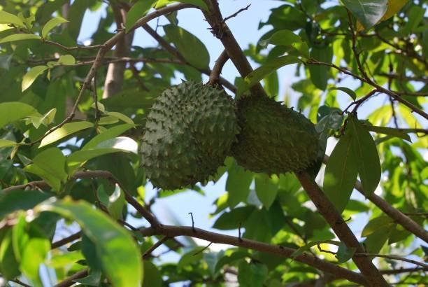 Ripe jackfruit growing on a tree during a Zanzibar spice farm tour