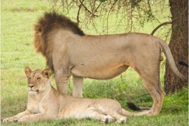 Two lions resting under a tree in Serengeti Tanzania