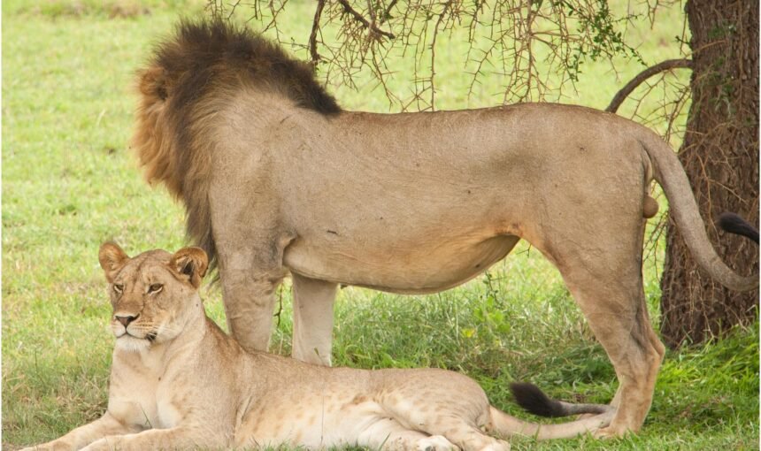 Serengeti Safari for a Family Trip: Best Itineraries & Tips
