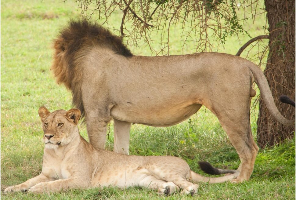 Two lions resting beneath a tree in Serengeti National Park, Tanzania