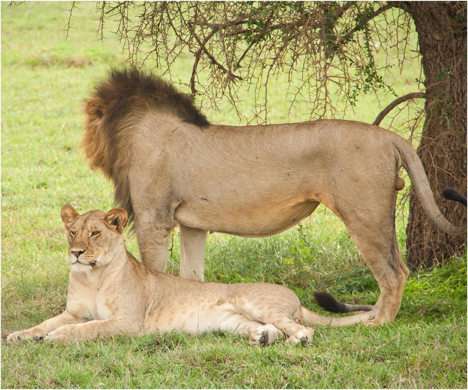 Two lions resting under a tree in Serengeti Tanzania
