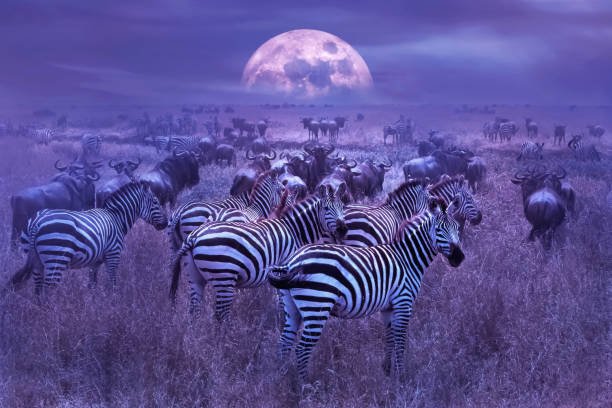 Zebras in the Serengeti African savannah under moonlight