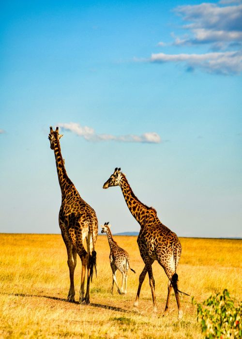 Giraffe in the Serengeti, Tanzania